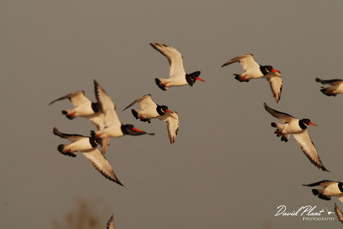 David Plant Photography - Wildlife Photographer - Oystercatcher flock - F.JPG - Oystercather flock - Norfolk